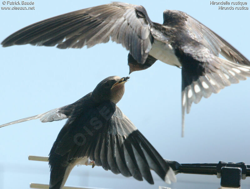 Barn Swallow