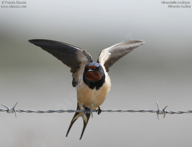 Hirondelle rustiqueadulte, identification, Comportement