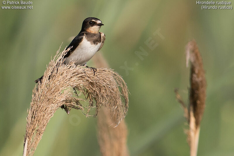 Hirondelle rustique1ère année, identification