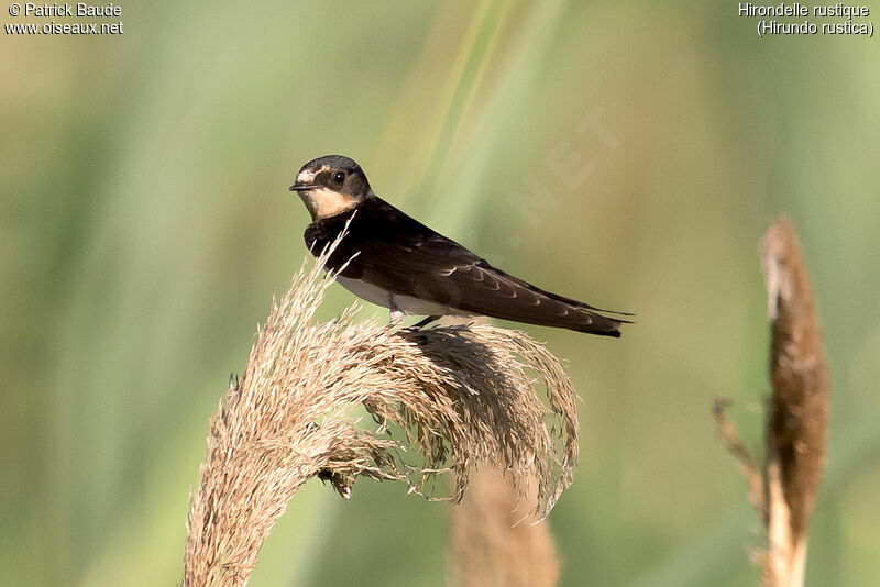 Hirondelle rustique1ère année, identification