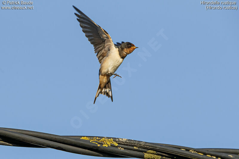 Barn Swallowadult, Flight