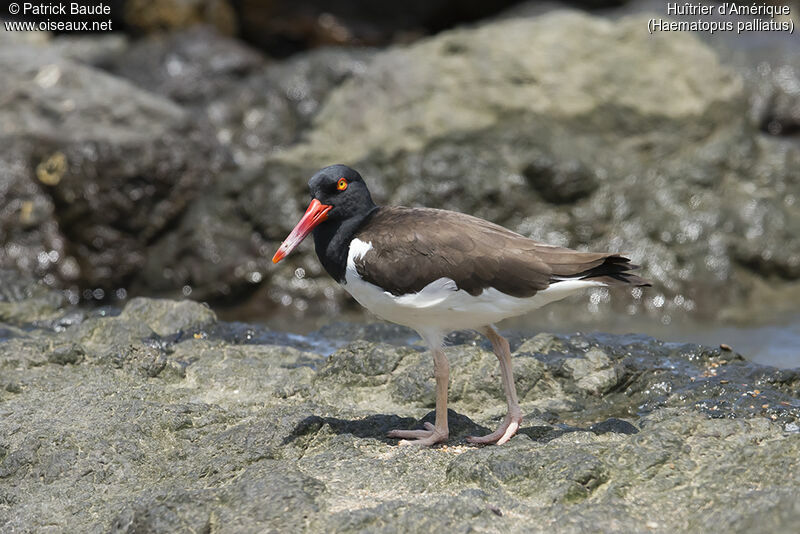 American Oystercatcheradult, identification