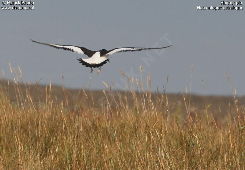 Eurasian Oystercatcheradult, Flight