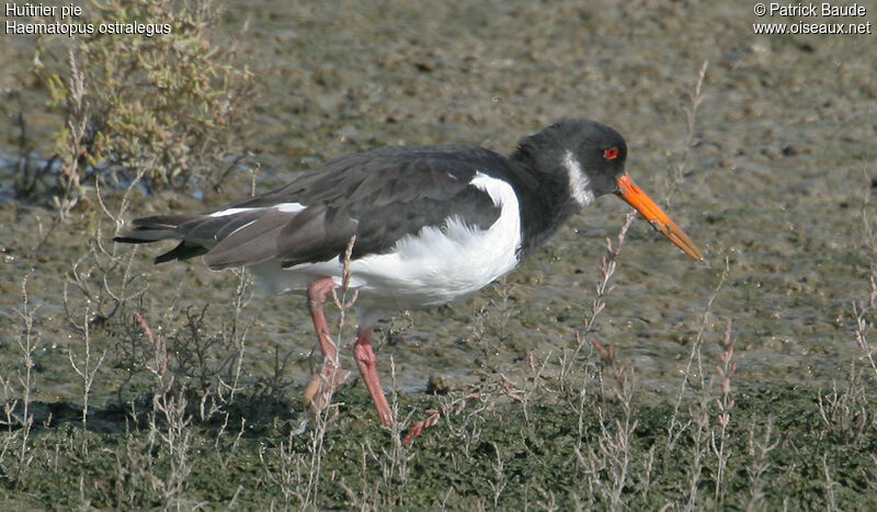 Eurasian Oystercatcherimmature