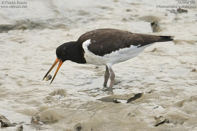 Eurasian Oystercatcherjuvenile, identification