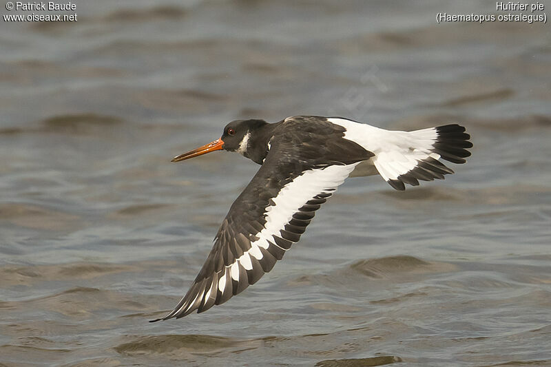 Eurasian Oystercatcheradult, Flight