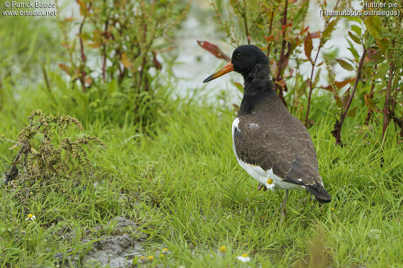 Eurasian Oystercatcherjuvenile