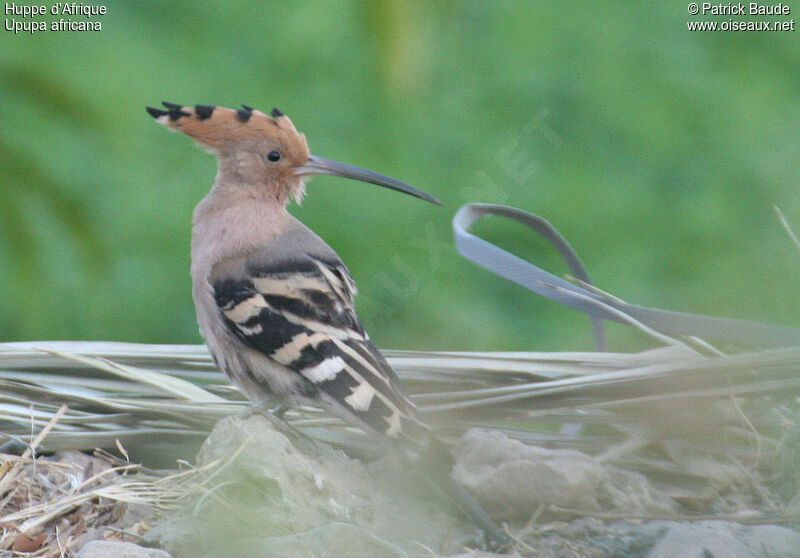 African Hoopoe