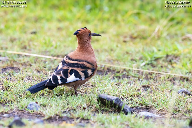 African Hoopoeadult