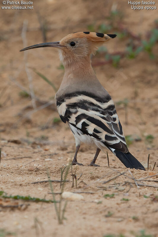 Huppe fasciéeadulte, identification