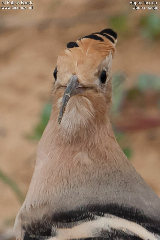 Eurasian Hoopoe, identification