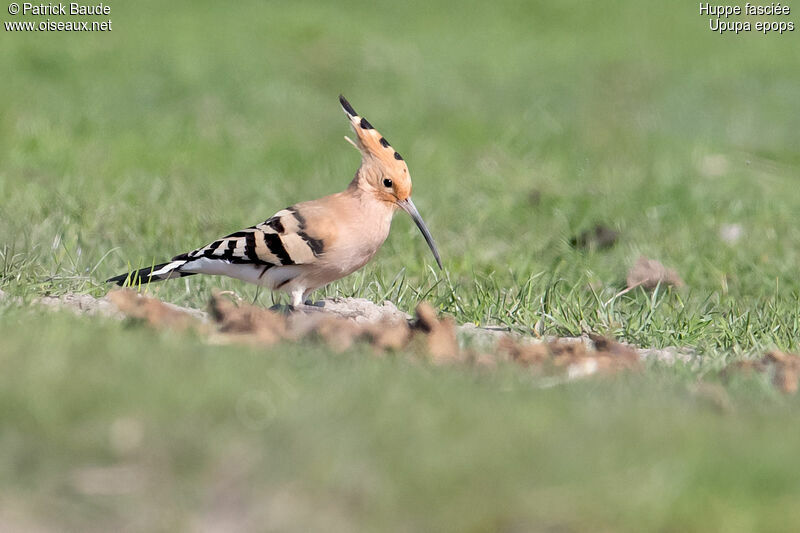 Eurasian Hoopoe, identification