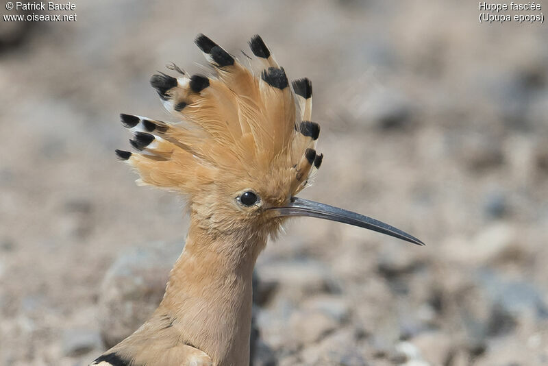 Eurasian Hoopoe