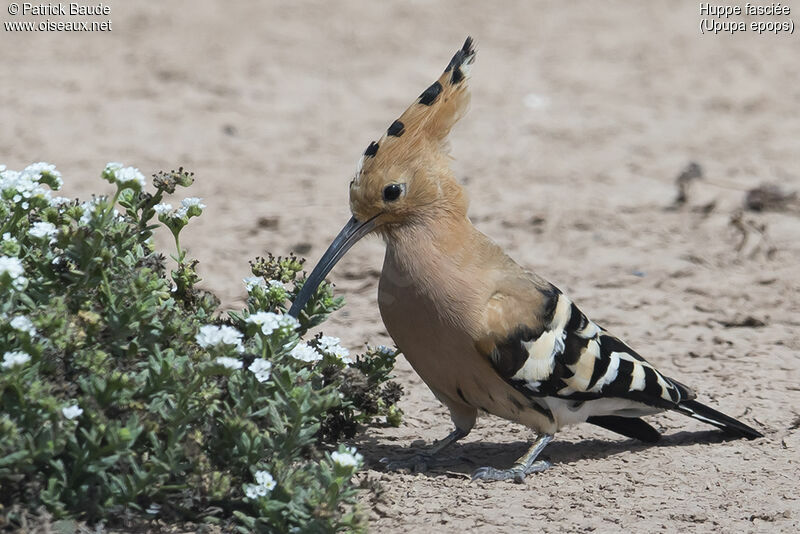 Eurasian Hoopoe, identification