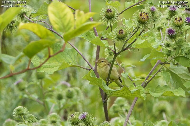 Melodious Warbler