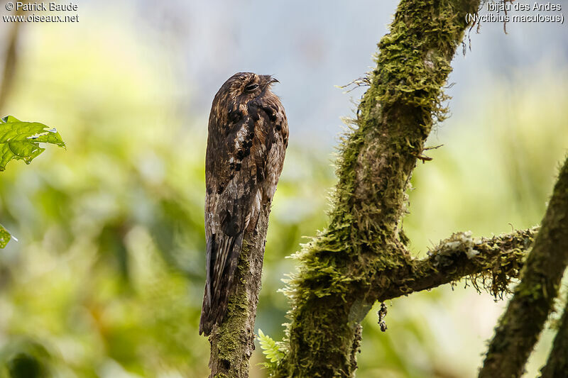 Andean Potooadult