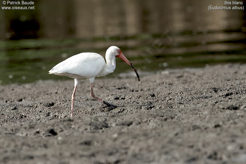 American White Ibis female adult