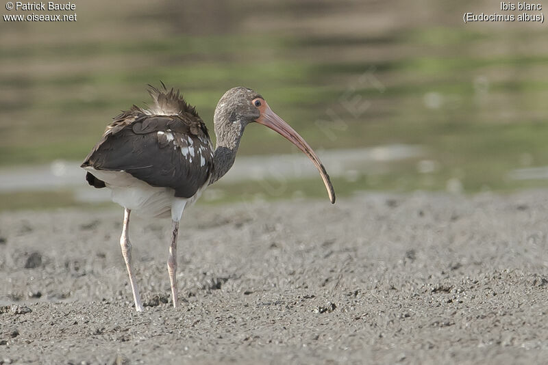 Ibis blancjuvénile, identification