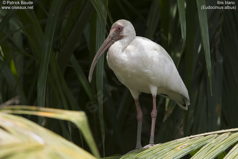 Ibis blancadulte, identification