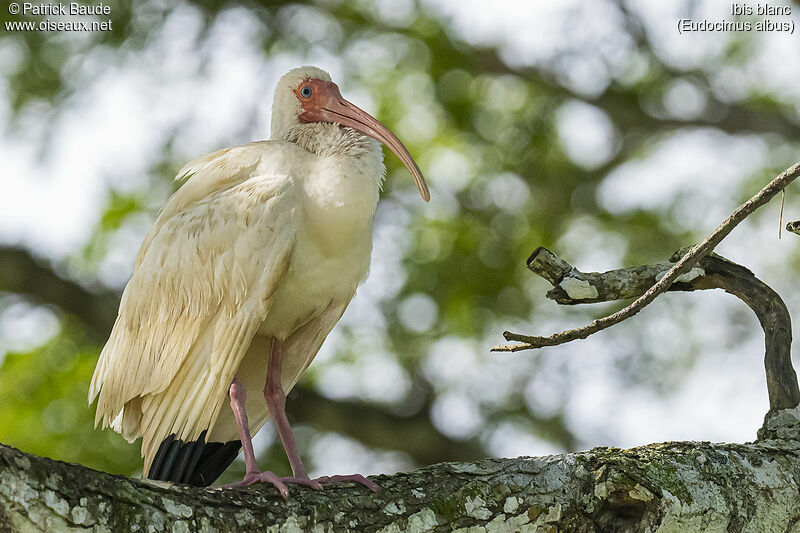 American White Ibis