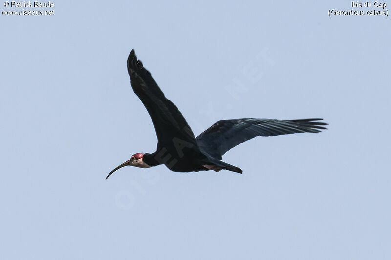 Southern Bald Ibisadult