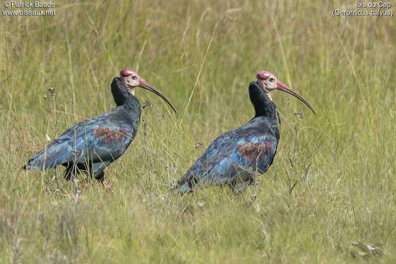 Ibis du Capadulte