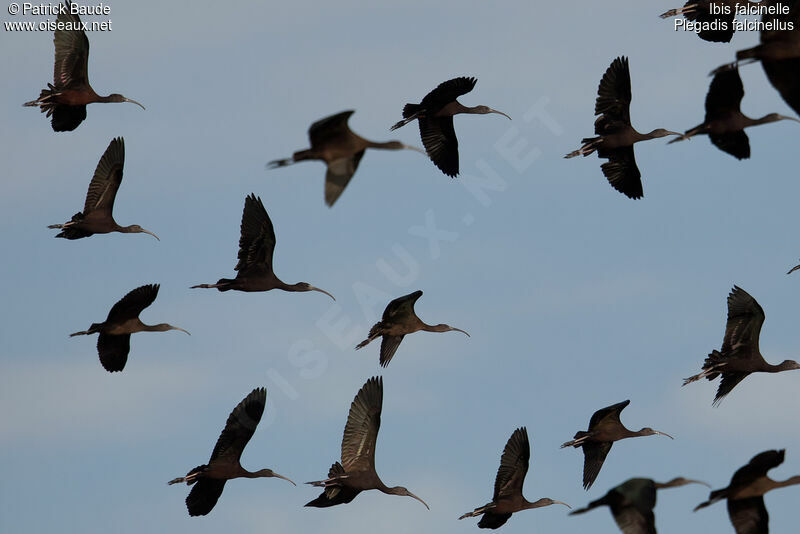 Glossy Ibis, Flight