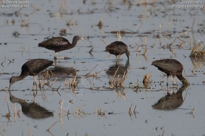 Glossy Ibis, identification