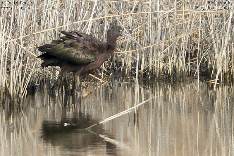 Glossy Ibisadult breeding, identification