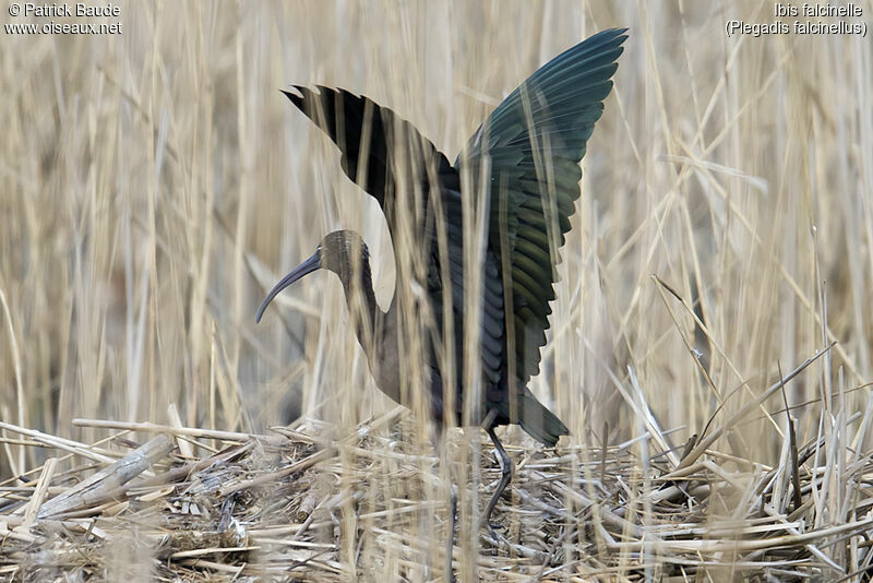 Ibis falcinelleadulte nuptial, identification