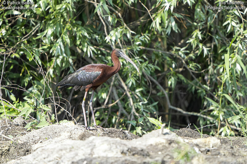 Ibis falcinelleadulte