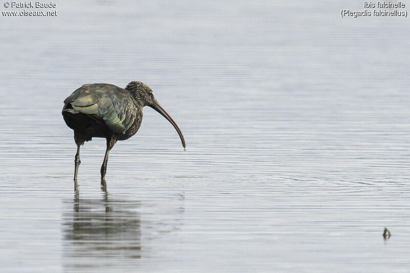 Ibis falcinelleadulte