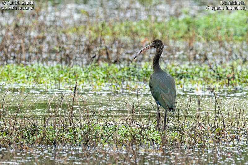 Ibis falcinelleadulte