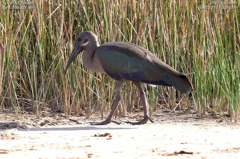 Hadada Ibisadult, identification