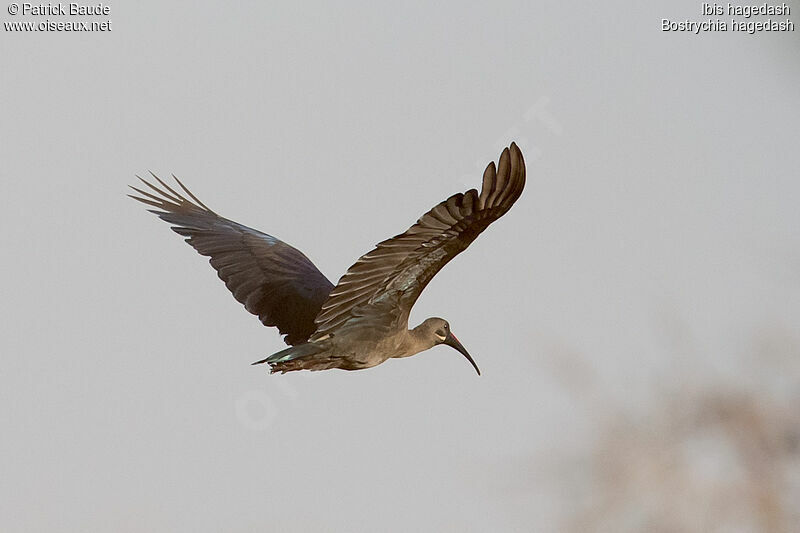 Hadada Ibisadult, Flight