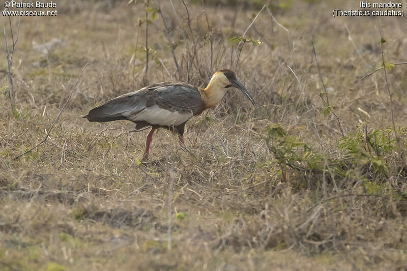 Ibis mandoreadulte