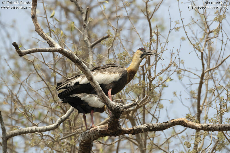 Ibis mandoreadulte