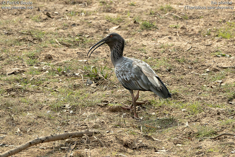 Ibis plombéadulte