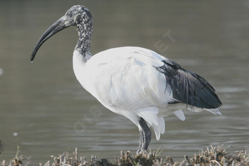 African Sacred Ibis