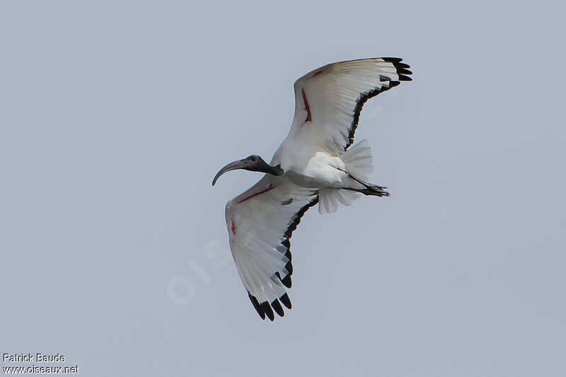 African Sacred Ibisadult, Flight