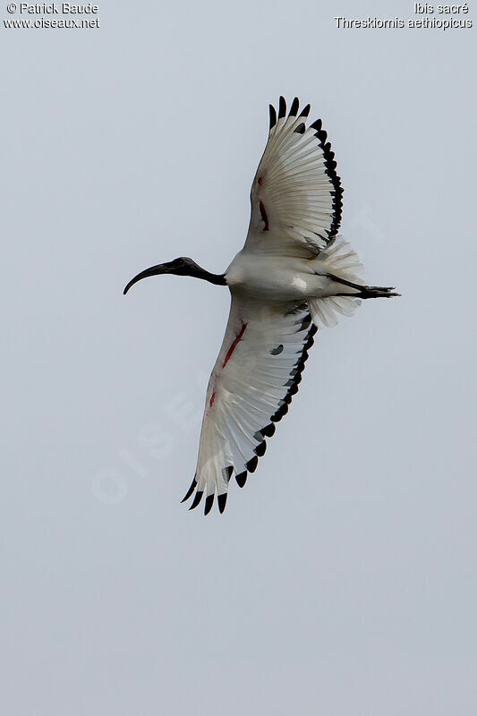 Ibis sacréadulte, Vol