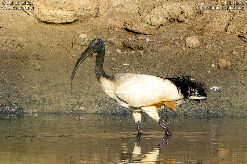 African Sacred Ibisadult