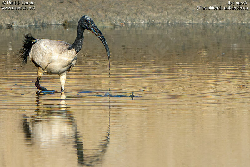 African Sacred Ibis