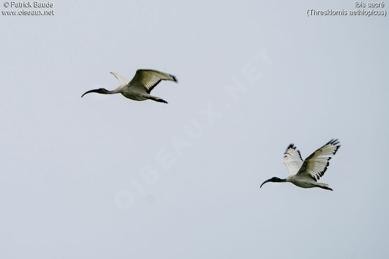 Ibis sacréadulte, Vol