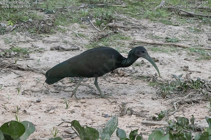 Ibis vertadulte