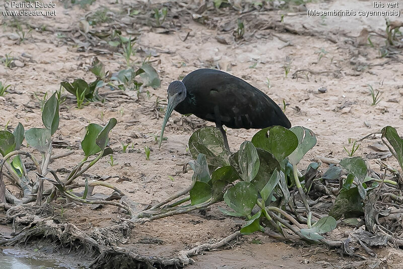 Ibis vertadulte