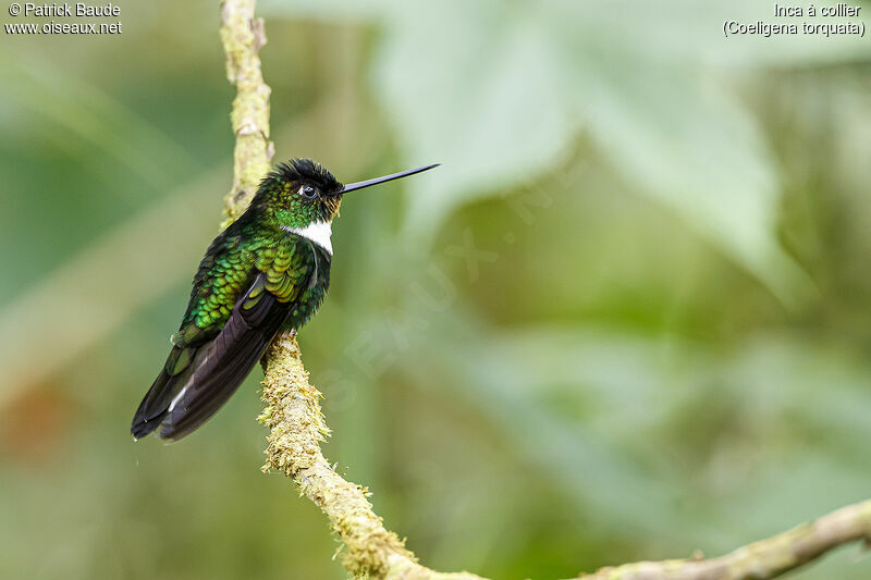 Collared Inca male adult