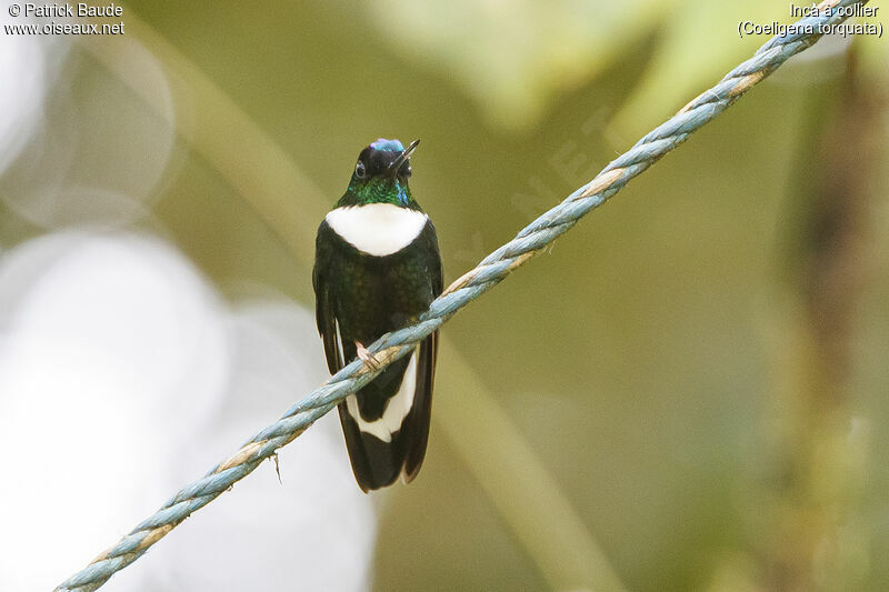 Collared Incaadult