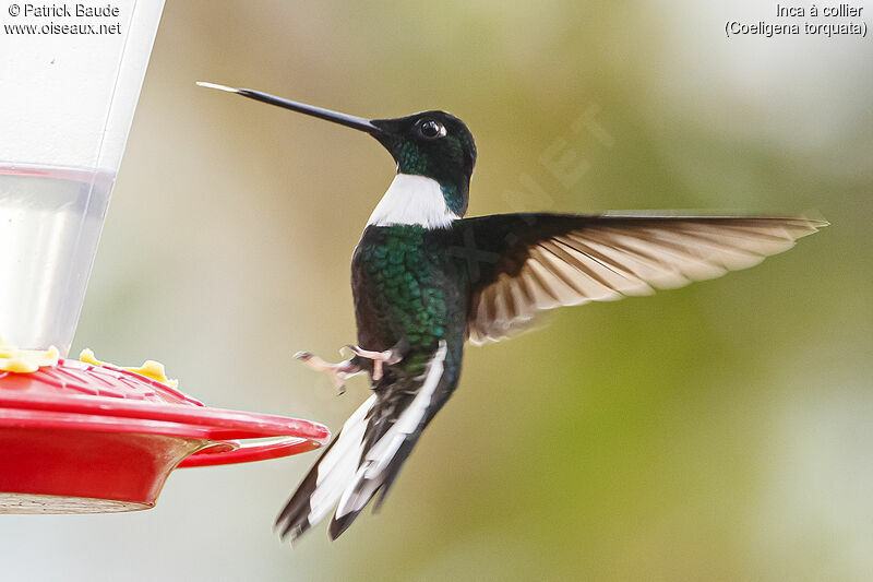 Collared Incaadult