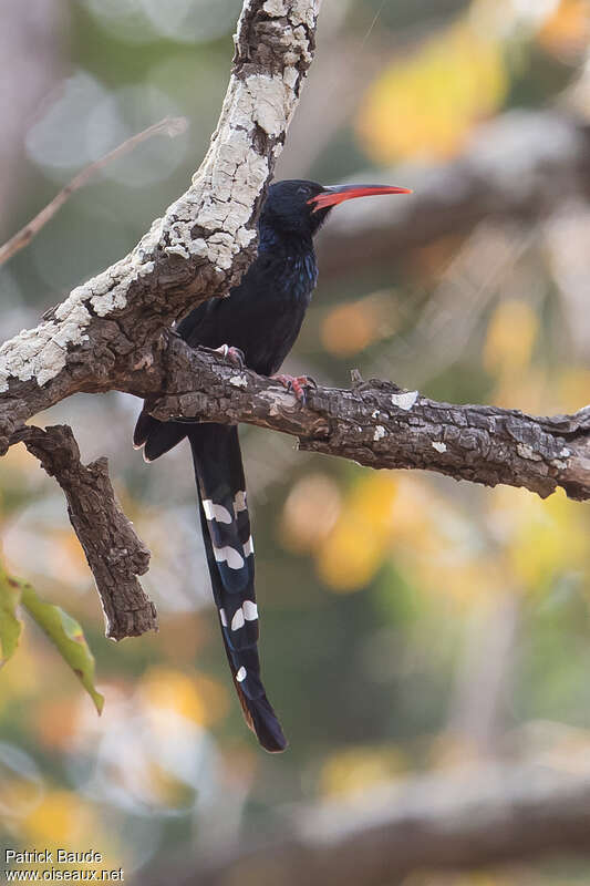 Irrisor moqueuradulte, identification